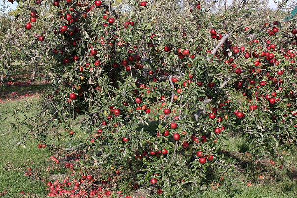 Apple Orchards